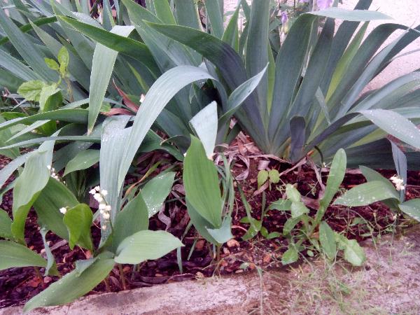 muguet
